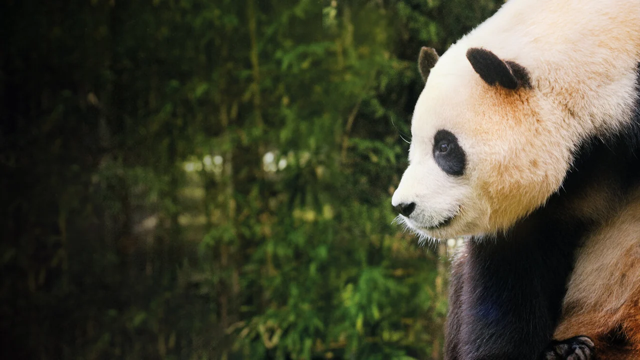 Фильм Мой друг панда (2024)
