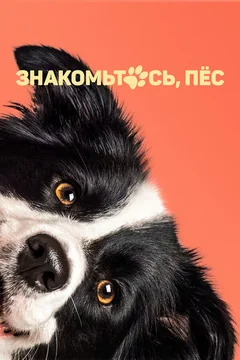 Фильм Знакомьтесь, пёс (2022)